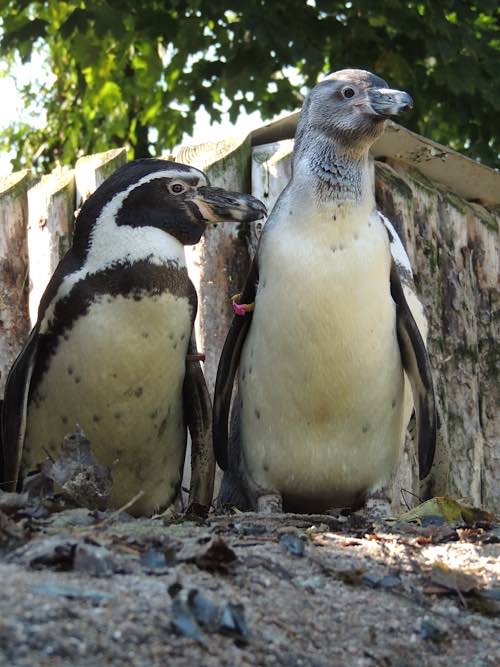 Humboldt-Pinguin mit Jungtier (Foto: Zoo Landau)