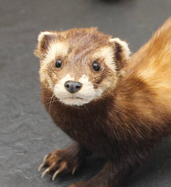 Liebt Feuchtbiotope: der gefährdete Iltis (Foto: Pfalzmuseum für Naturkunde)