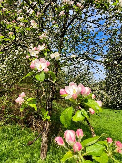 Apfelblüte auf idyllischer Streuobstwiese im Wald (Landesforsten.RLP.de / P.Hochscheidt)