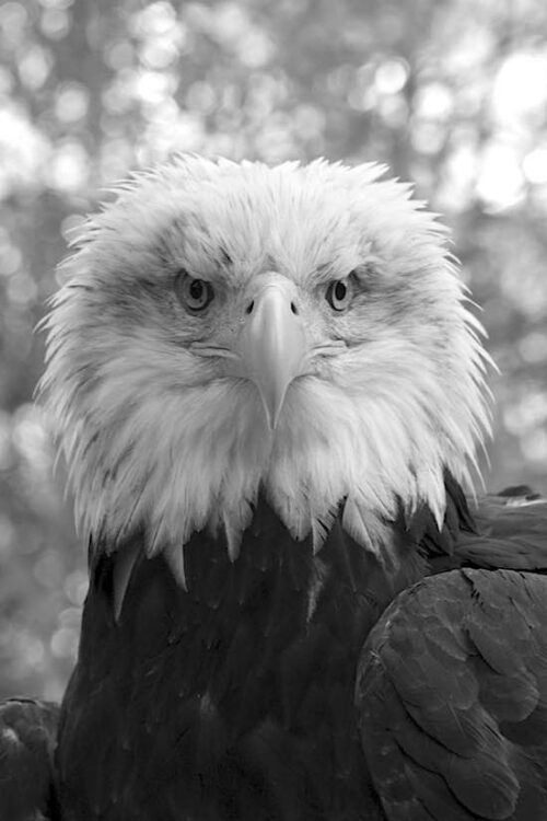 Amerikanischer Weißkopfseeadler (Foto: Tom Krausz)