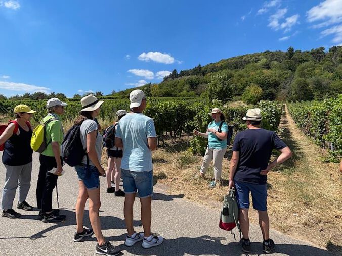 Köstliche Weinbergführung (Foto: Touristinformation Maikammer)