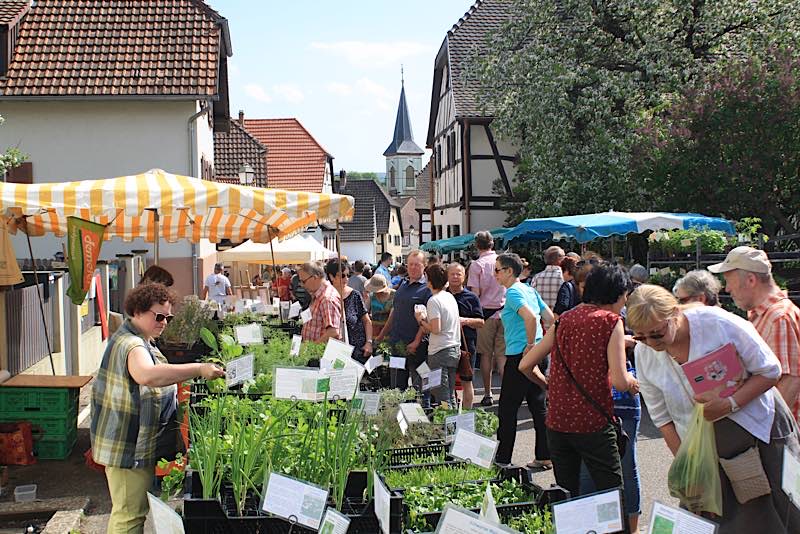 Kräutermarkt Wingen (Foto: J. Schauer)