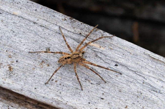 Nosferatu-Spinne (Foto: NABU/Robert/Pfeifle)