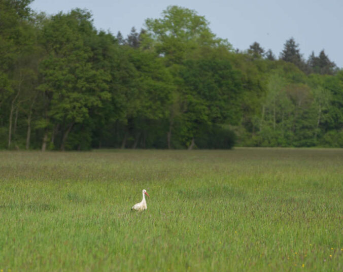 Storch auf einer Queichwiese (Foto: Holger Knecht)