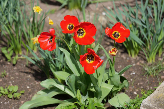 Symbolbild Blumen Garten (Foto: Holger Knecht)