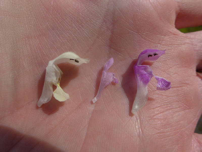 Unterschiedliche Blüten von drei Taubnesselarten (Foto: Pfalzmuseum für Naturkunde)