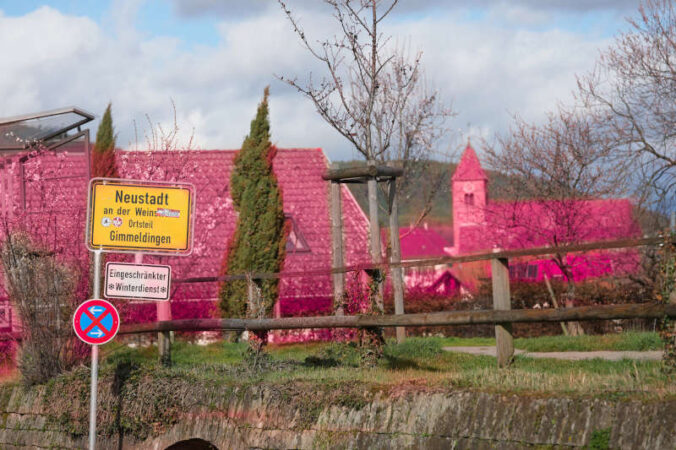 Gimmeldingen auch in Rosa ein Traum