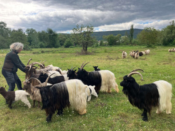 Schäferin Susanna Bleses mit einigen Tieren der Schaf- und Ziegenherde, die derzeit auf den Neubachwiesen weidet. (Foto: LGS 2027)