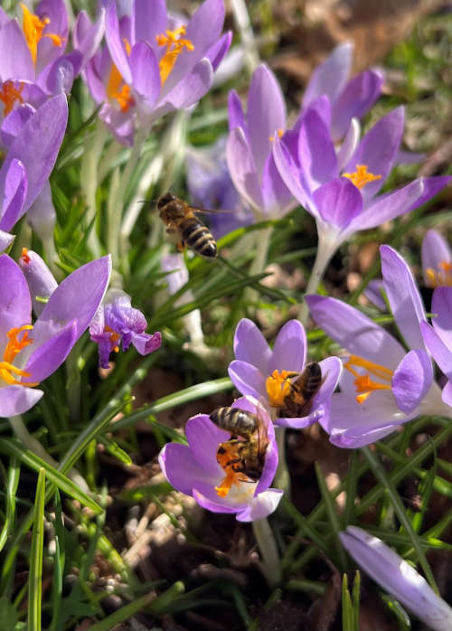 Bienen am HdN (Landesforsten.RLP.de / P. Hochscheidt)
