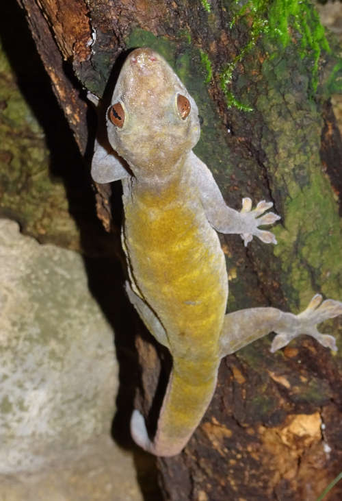 Goldgecko Vietnam (Foto: Thomas Ziegler/Zoo Köln)