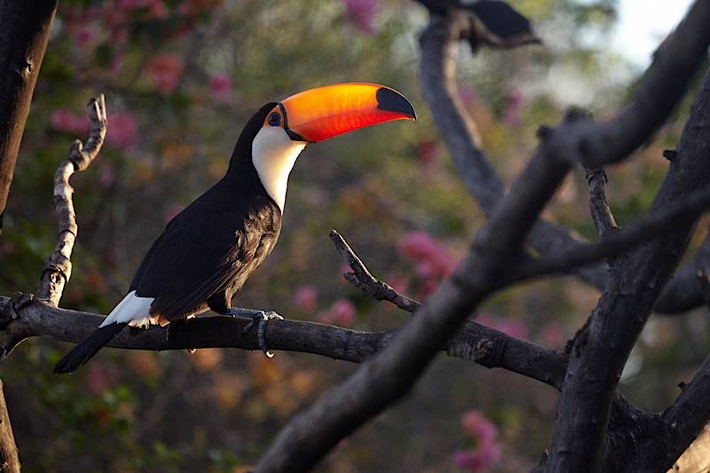 Tucan (Foto: Marina Klink)