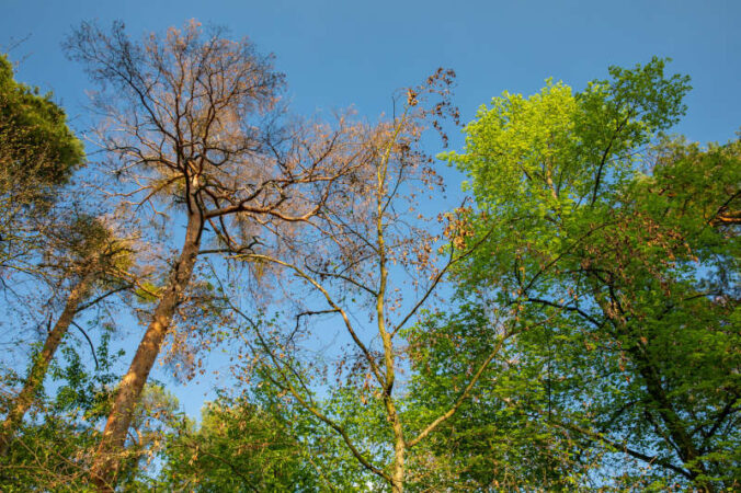 Wald im Klimastress (Landesforsten.RLP.de / J.Fieber)