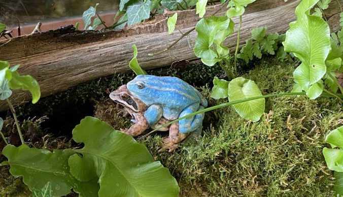 Der Moorfrosch (Foto: Katharina Schneeberg)