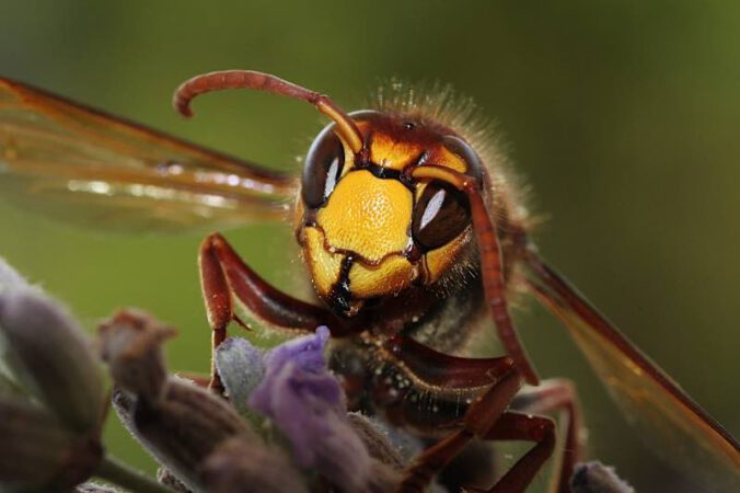 Asiatische Hornisse (Foto: Pixabay/Melani Marfeld from Pixabay/Melani Marfeld)