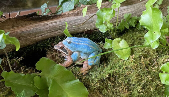 Moorfroschpaar (Modell) – die Art mit den blau gefärbten Männchen ist bei uns sehr selten geworden. (Foto: Katharina Schneeberg)