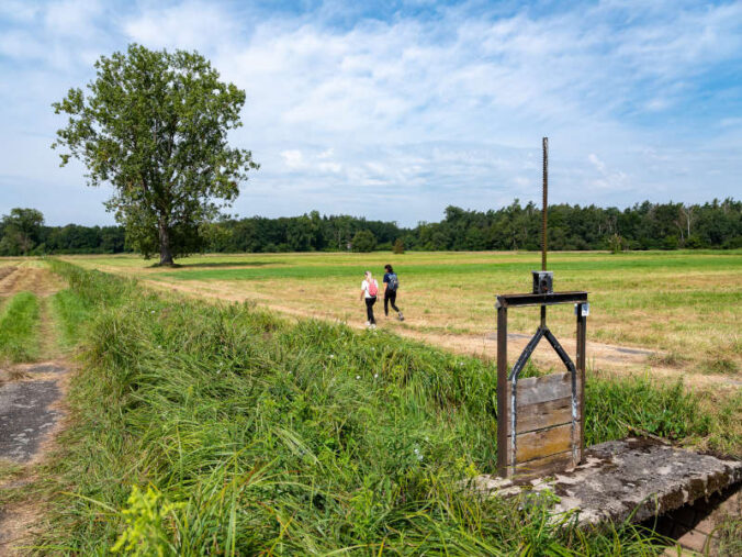 Queichwiesen-Rundwanderweg in den Holzwiesen bei Bellheim (Quelle: CC-BY Pfalz Touristik, Fachenbach Medien)