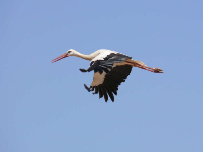 Fliegender Storch (Foto: Aktion PfalzStorch)