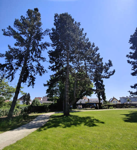 Im Stadtpark (Foto: Stadtverwaltung Schifferstadt)