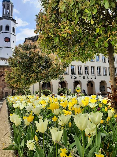Tulpen auf dem Rathausplatz (Quelle: Pressestelle FT)