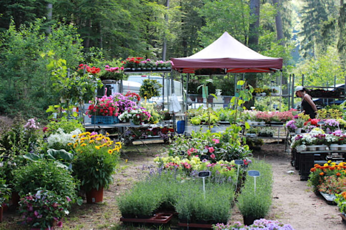 Hauensteiner Kräutermarkt (Foto: Tourist-Info-Zentrum Pfälzerwald)