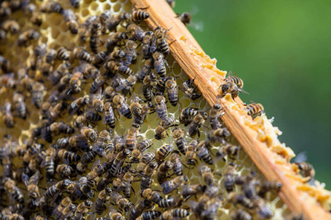 Symbolbild Bienen Waben (Foto: Pixabay/Dabinielson)