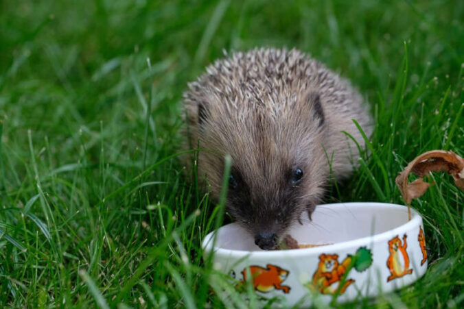 Igel (Foto: Igelfreunde Rhein-Pfalz)