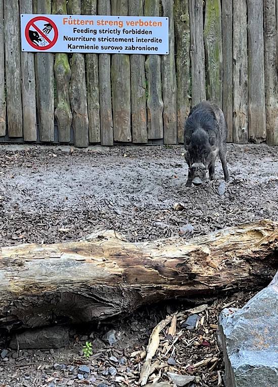 Im Zoo Landau herrscht striktes Fütterungsverbot, um die Visayas-Mähnenschweine vor Übertragung der Afrikanischen Schweinepest zu schützen. (Foto: Zoo Landau)