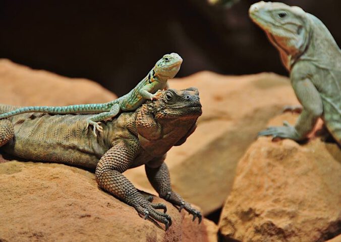 Das Reptilium in Landau (Foto: Pfalz-Touristik e.V.)