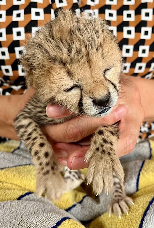 Sudan-Gepard-Welpe (Foto: Zoo Landau)
