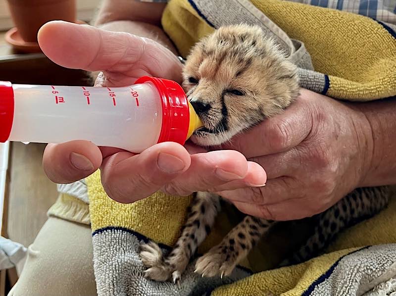 Das sehr seltene Sudan-Gepardenjungtier wird momentan aufwändig Tag und Nacht überwacht und mit Milch aus der Flasche versorgt. (Foto: Zoo Landau)