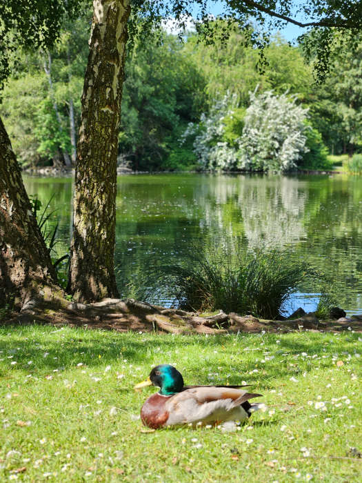 Ente im Volkspark (Foto: Stadt Kaiserslautern)