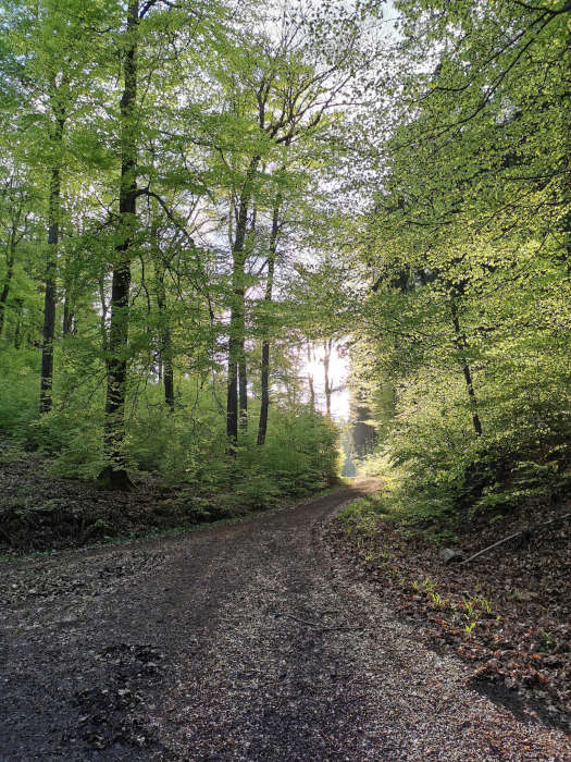 Ein Waldweg ins Licht. (Symbolfoto: kvhs/Monika Kukyte)