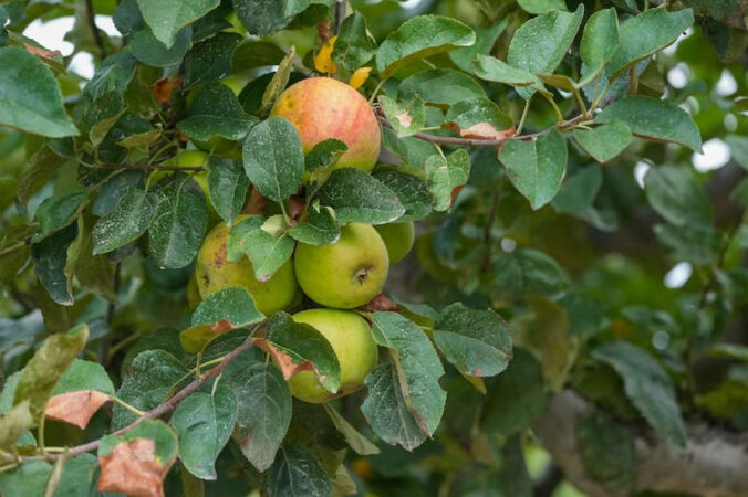 Symbolbild Apfel (Foto: Holger Knecht)