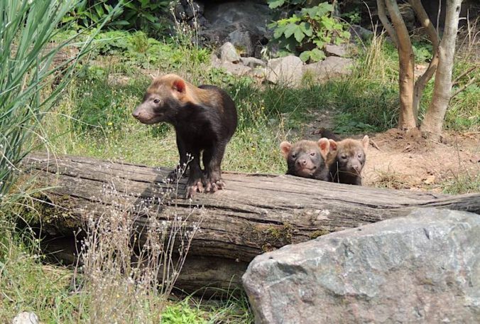 Waldhunde (Foto: Zoo Landau in der Pfalz)