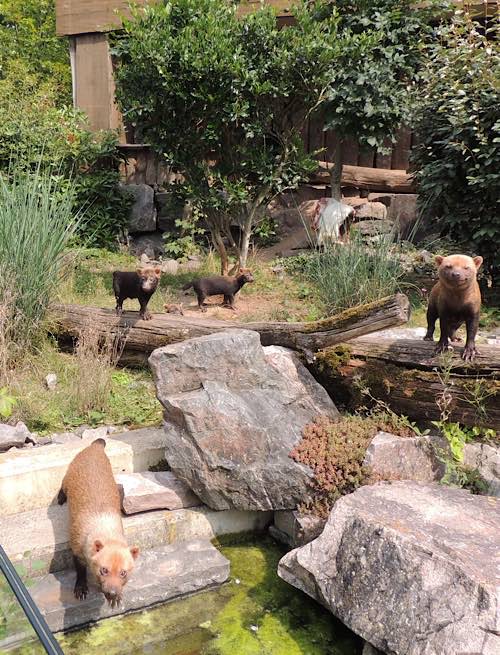 Waldhunde (Foto: Zoo Landau in der Pfalz)