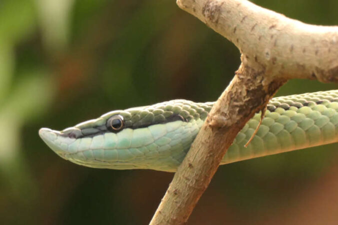 Langnasenstrauchnatter (Foto; K. Blumer, Zoo Landau)