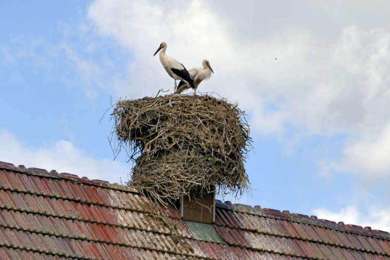 Storch (Foto: Südpfalz-Tourismus LK GER)
