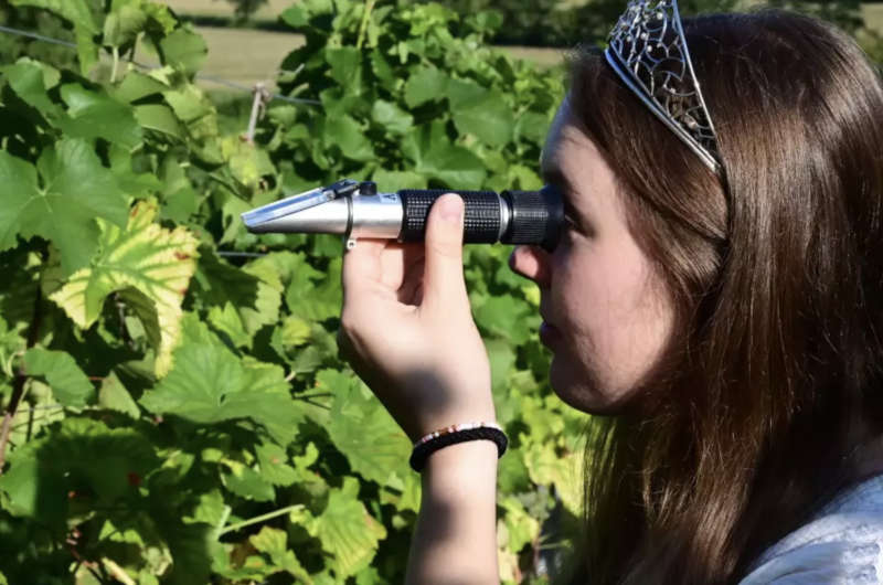 Die Badische Weinkönigin Tina Glur misst die Öchsle-Grade der Rebsorte Solars mit dem Refraktometer. (Foto: DWI)