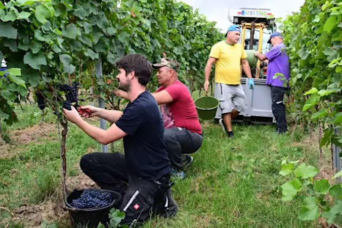 Start der Hauptweinlese 2025 im rheinhessischen Weinolsheim (Foto: DWI)