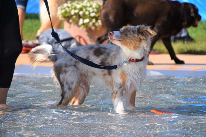 Eindrücke vom Hundebadetag 2021. (Quelle: Stadt Landau)