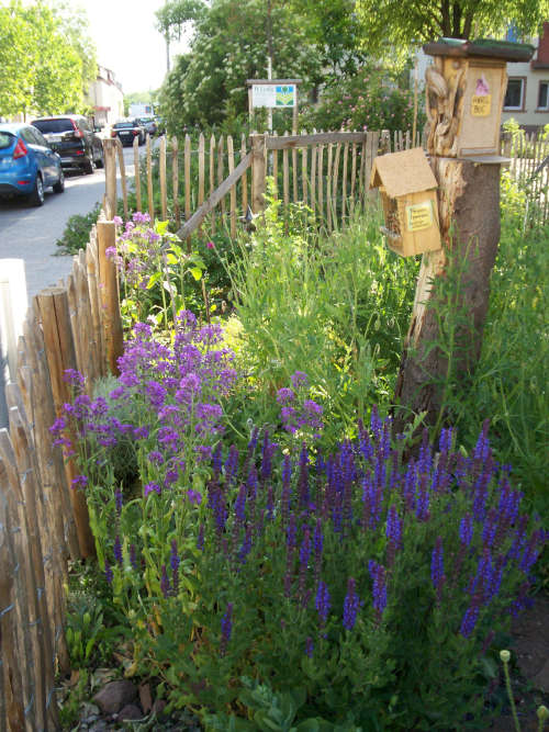 Salvien + Nachtviolen an Insektenhotels, Totholzstamm (Foto: Petra Wirthgen)