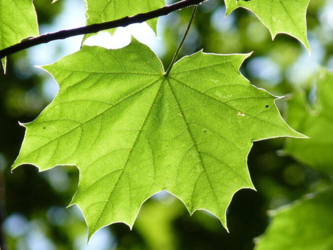 Symbolbild Blatt grün (Foto: Pixabay/Julia Schwab)