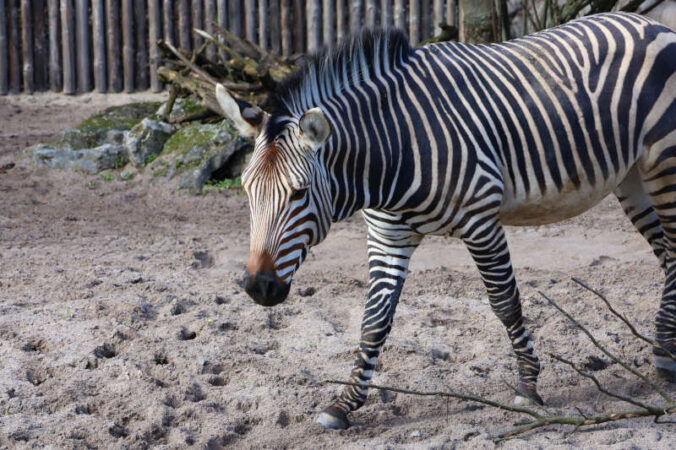 Zebra (Foto: Zoo Landau)