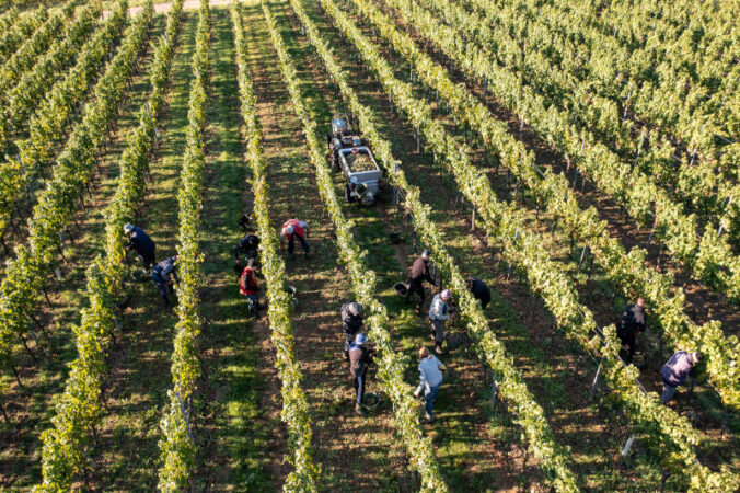 Handlese im Weinberg bei Siebeldingen (Foto: CC-BY Pfalz Touristik, Fachenbach Medien)