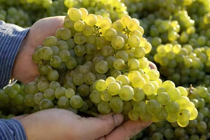 Vollreife Trauben bei der Weinlese im Herbst (Foto: www.deutscheweine.de)