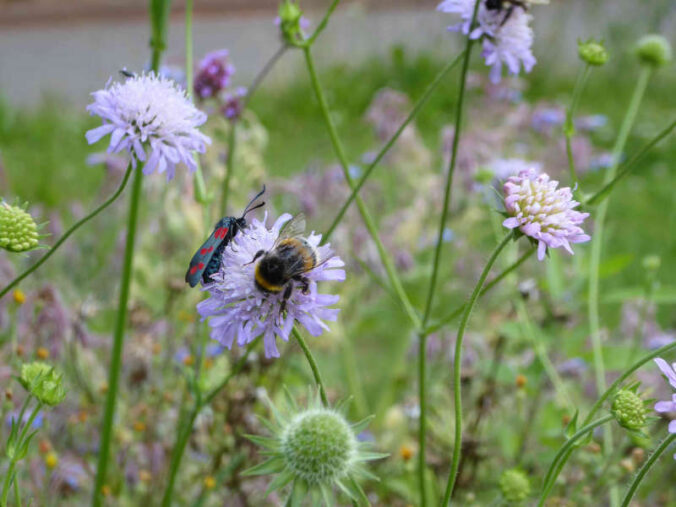 Foto: Wildbienen-Initiative Annweiler/Widderchen