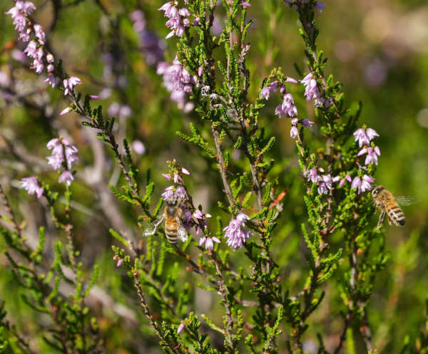 Symbolbild Bienen Artenschutz (Foto: Holger Knecht)