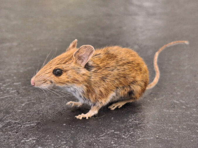 Waldmaus (Foto: Pfalzmuseum für Naturkunde)