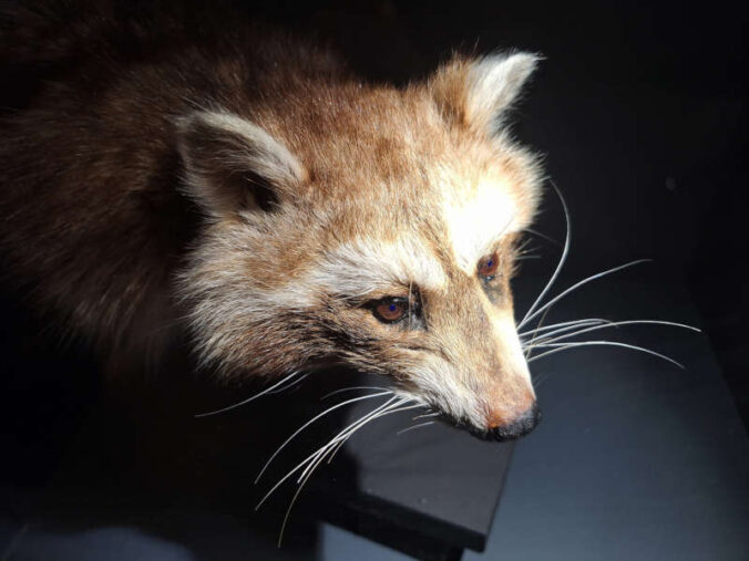Waschbär (Foto: Pfalzmuseum für Naturkunde)