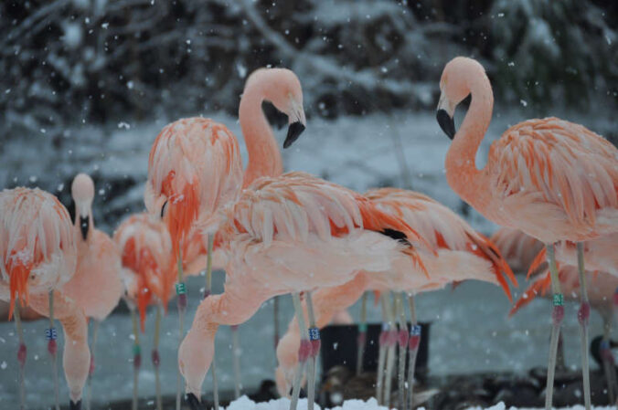 Flamingos (Quelle: Zoo Landau)